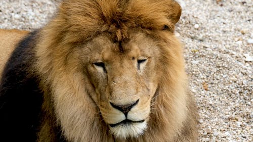 有关休息, 动物, 丛林的免费素材视频