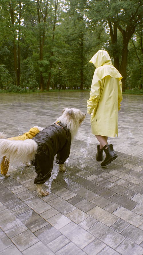 有关下雨, 伴侣, 垂直视频的免费素材视频