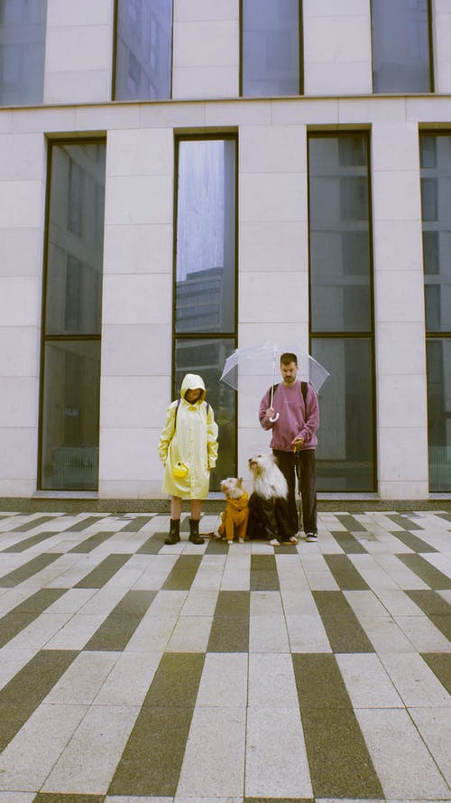 有关一对, 垂直视频, 小狗的免费素材视频