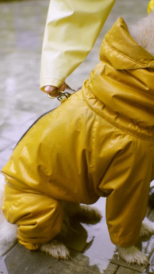 有关动物, 垂直视频, 宠物的免费素材视频