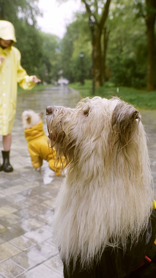 有关下雨, 可爱, 国内的免费素材视频