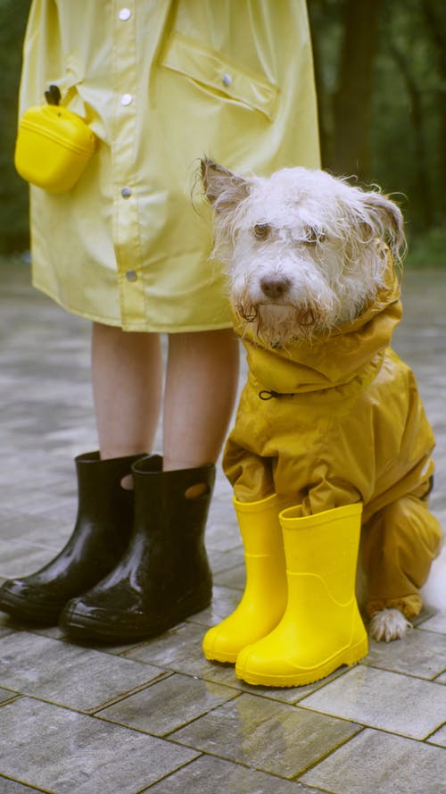 有关动物, 垂直视频, 宠物的免费素材视频