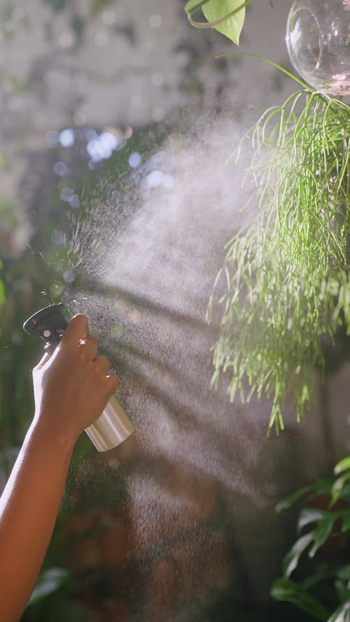有关喷雾器, 喷, 园丁的免费素材视频