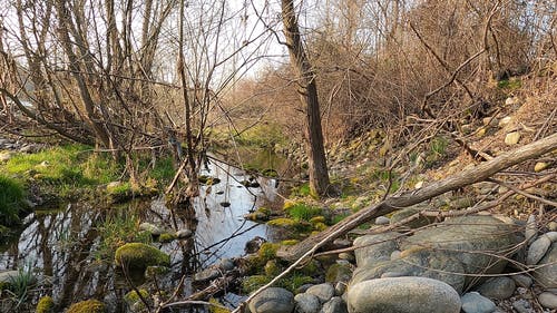 有关小河, 岩石, 无叶的树木的免费素材视频