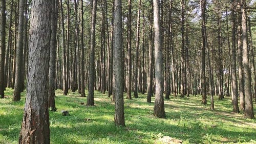 有关天性, 户外, 森林的免费素材视频