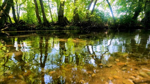 有关小河, 树木, 水反射的免费素材视频