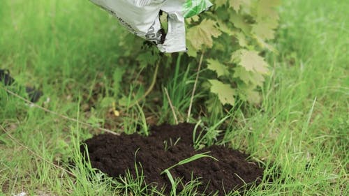 有关修剪花草, 倾注, 地面的免费素材视频