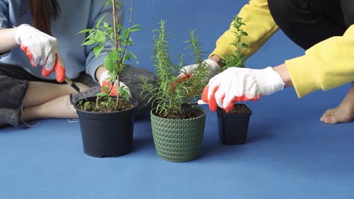 有关＃室内, 修剪花草, 印度人坐的免费素材视频