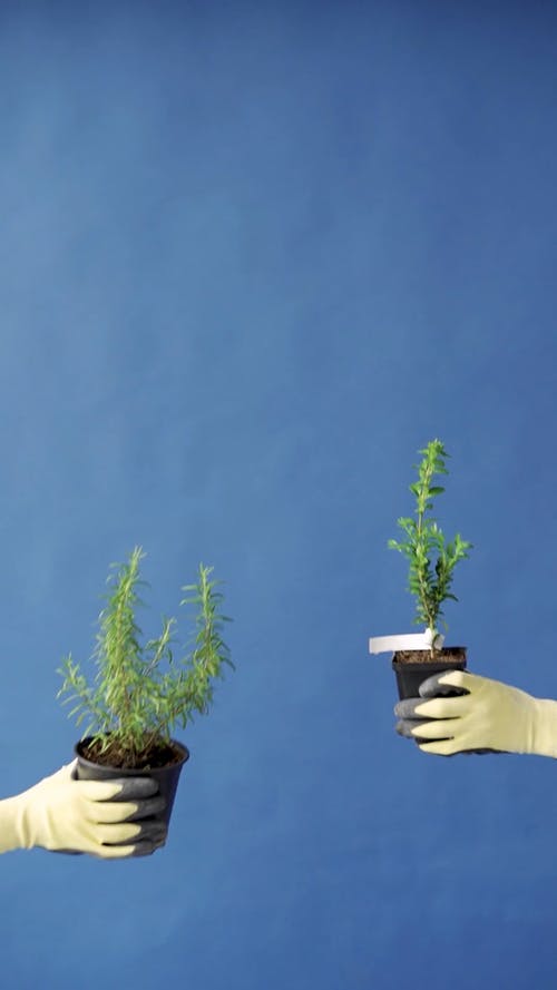 有关垂直视频, 室内, 室内植物的免费素材视频