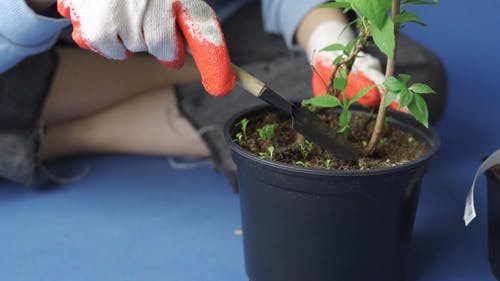 有关修剪花草, 园丁, 土的免费素材视频