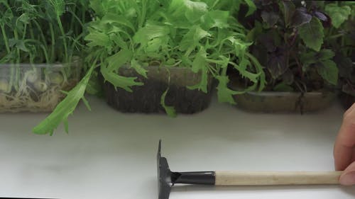 有关园艺叉, 园艺工具, 概念的的免费素材视频