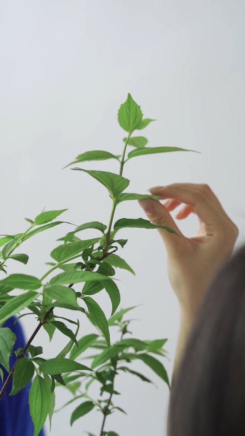 有关垂直视频, 工厂, 想法的免费素材视频