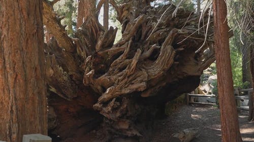 有关去世, 国家公园, 堕落的免费素材视频