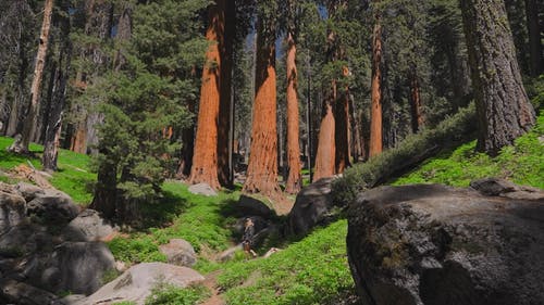 有关健行, 原本, 国家公园的免费素材视频