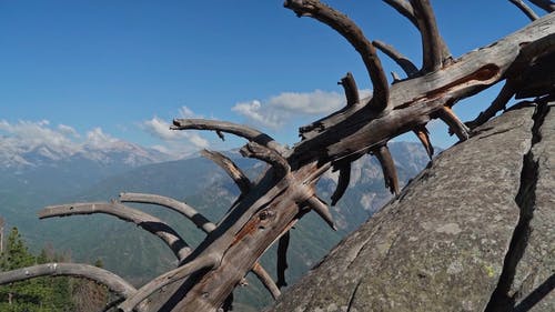 有关乾的, 去世, 国家公园的免费素材视频