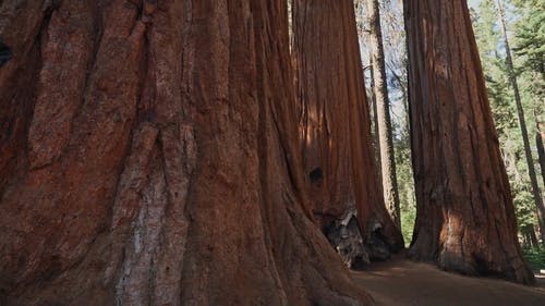 有关国家公园, 天性, 森林的免费素材视频