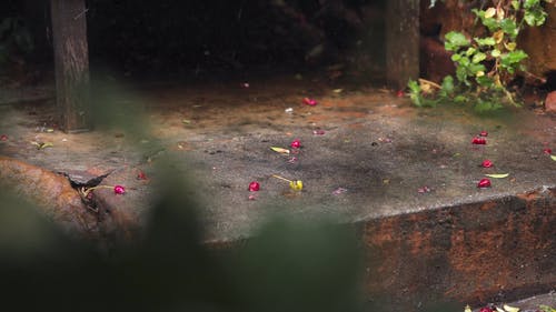 有关下雨, 下雨天, 在地上的免费素材视频
