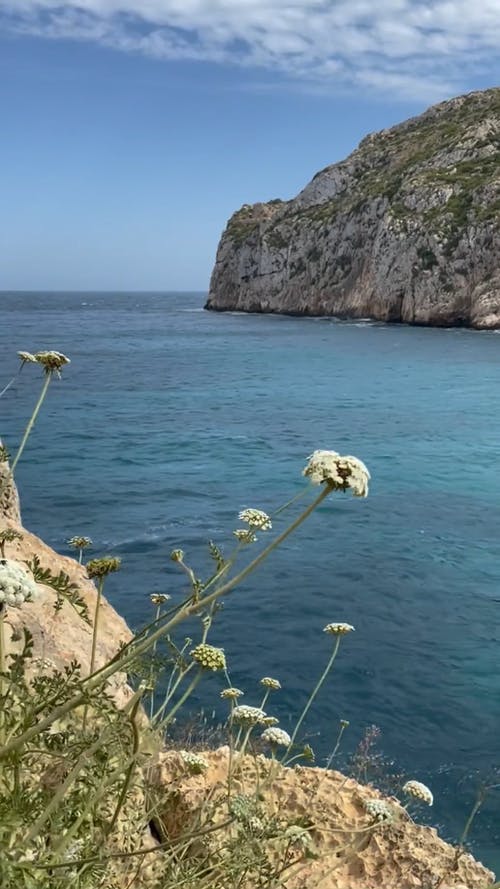 有关垂直视频, 多风, 天性的免费素材视频