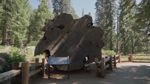 有关国家公园, 大, 巨人的免费素材视频