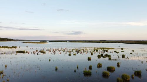 有关一群鸟, 湖, 空中镜头的免费素材视频
