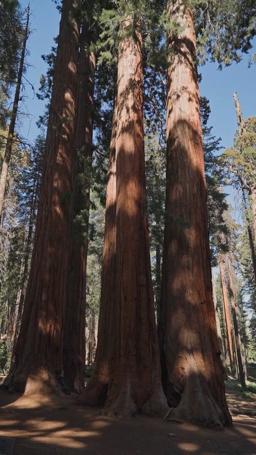 有关国家公园, 垂直视频, 天性的免费素材视频