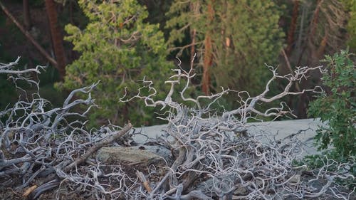 有关分支机构, 堕落, 森林的免费素材视频