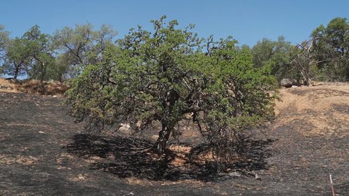 有关国家公园, 垂直视频, 天性的免费素材视频