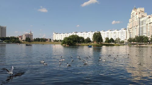 有关动物, 天性, 海鸥的免费素材视频