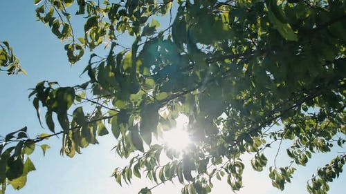 迎着阳光摇曳的树叶 · 免费素材视频