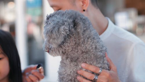 一个男人抱着一只可爱的灰色贵宾犬的特写视图 · 免费素材视频