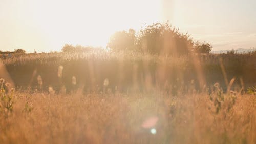 有关反对光明, 天性, 户外的免费素材视频