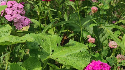 有关昆虫, 无脊椎动物, 特写的免费素材视频