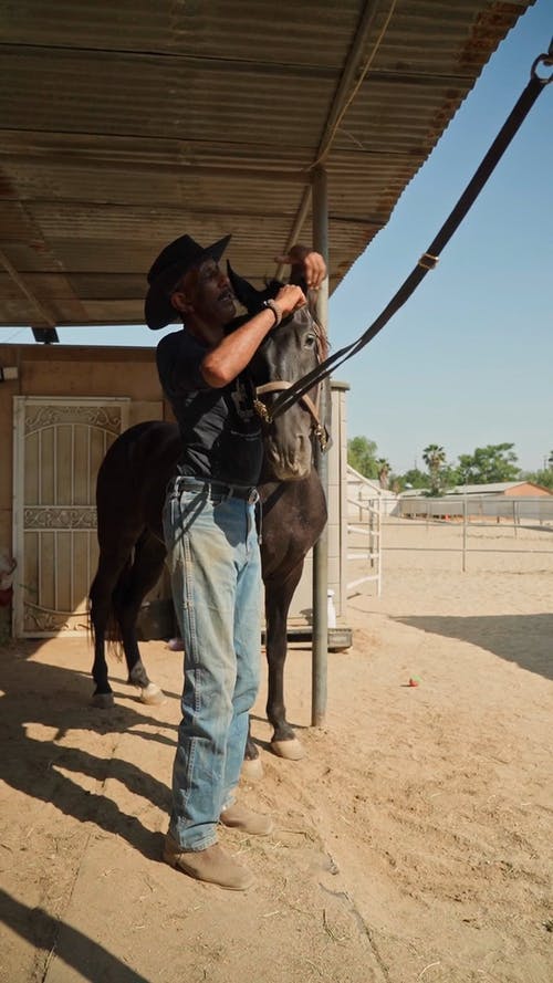 有关人, 垂直视频, 宠物的免费素材视频