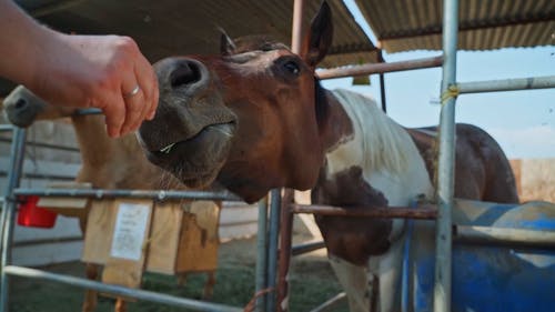 有关牧场, 特写, 稳定的免费素材视频