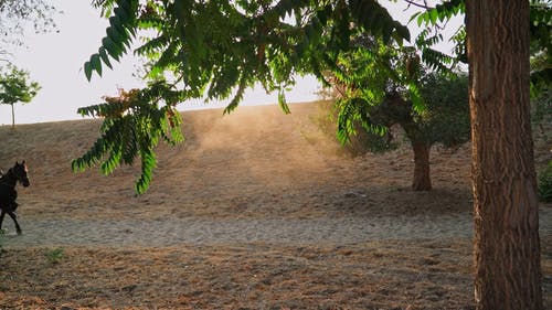 有关人, 牛仔, 牧场生活的免费素材视频