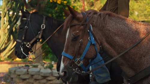 有关户外, 棕色的马, 特写的免费素材视频