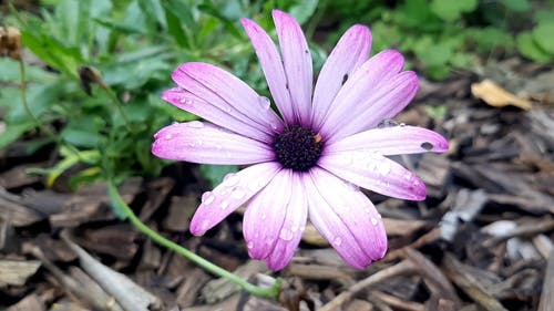 有关工厂, 植物群, 水滴的免费素材视频