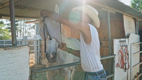 有关人, 宠物, 牛仔的免费素材视频
