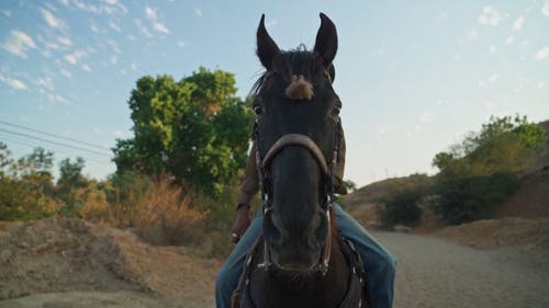 有关人, 动物, 牛仔的免费素材视频