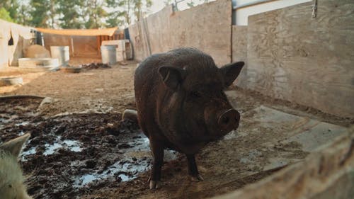 有关下田, 动物, 哺乳动物的免费素材视频