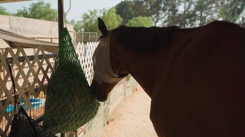 有关动物, 吃, 户外的免费素材视频