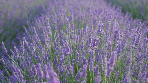 有关夏天, 天性, 宏观的免费素材视频