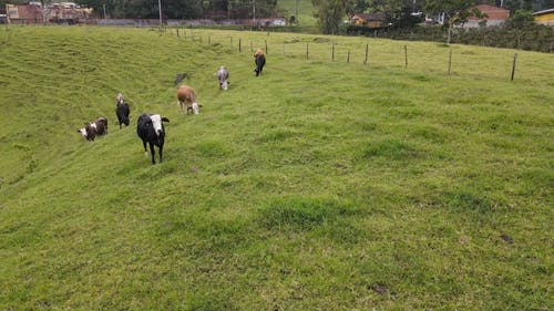 有关动物, 吃, 户外的免费素材视频