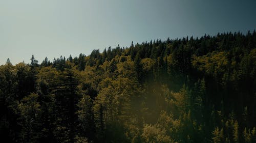 有关天性, 景观, 森林的免费素材视频