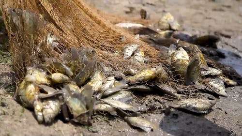 有关动物, 去世, 岸边的免费素材视频