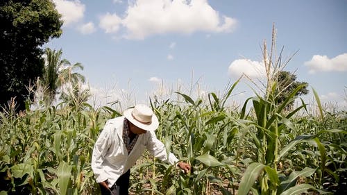 有关人, 可耕的, 哥伦比亚的免费素材视频