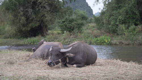 有关carabaos, 动物, 咀嚼的免费素材视频