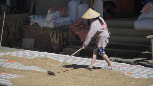 有关乾燥, 传统, 水稻的免费素材视频