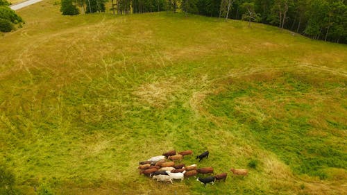 有关一群动物, 国内, 奶牛的免费素材视频