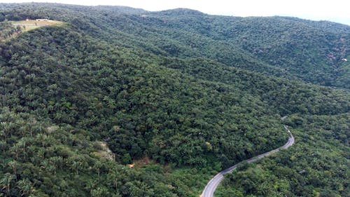 有关天性, 山, 树木的免费素材视频